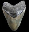 Serrated, Fossil Megalodon Tooth - Georgia #74659-1